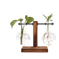 Hydroponic Plant Terrarium – Glass Vase with Wooden Stand for Home & Office