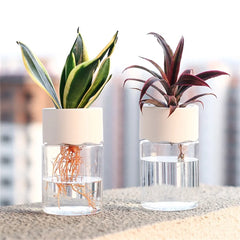 Mini Hydroponic Plant Pot – Transparent Self-Watering Vase for Home & Office