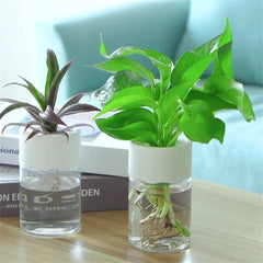 Mini Hydroponic Plant Pot – Transparent Self-Watering Vase for Home & Office
