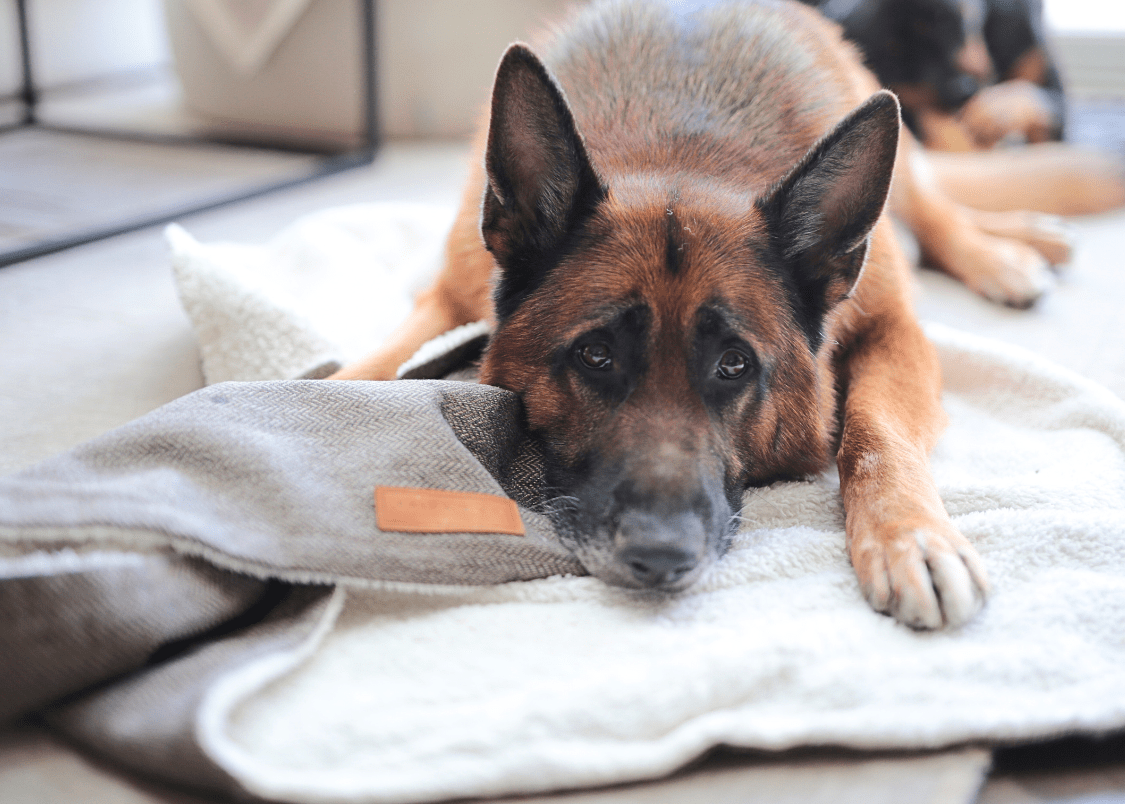 Ralph & Co Lincoln Tweed & Faux Fur Reversible Dog Blanket