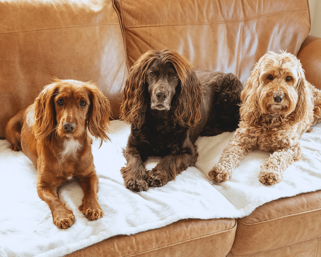 Ralph & Co Lincoln Tweed & Faux Fur Reversible Dog Blanket