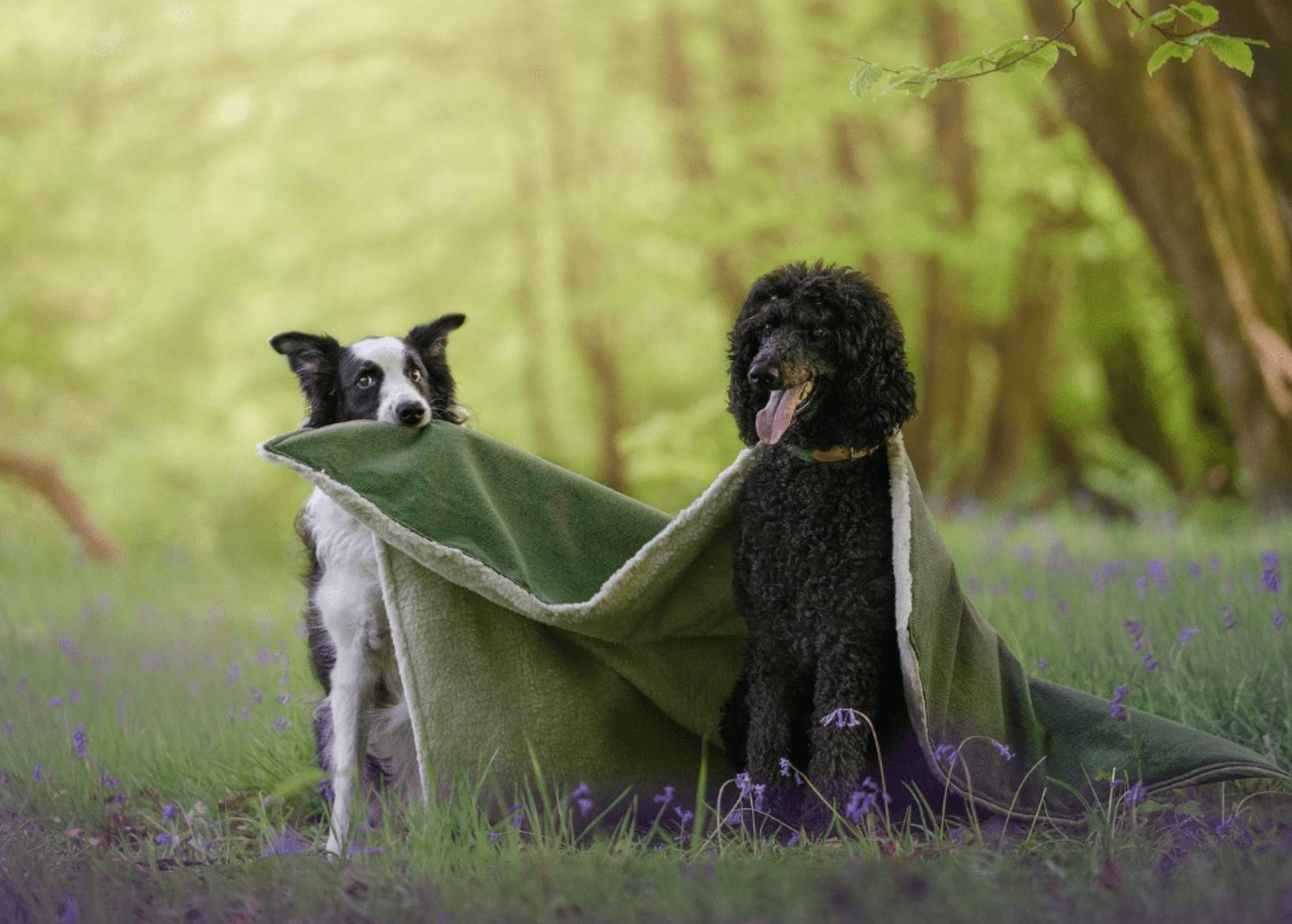 Ralph & Co Richmond Green Stonewashed & Sherpa Dog Blanket
