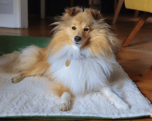 Ralph & Co Richmond Green Stonewashed & Sherpa Dog Blanket