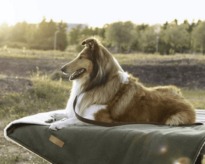 Ralph & Co Richmond Green Stonewashed & Sherpa Dog Blanket