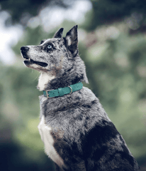 Ralph & Co Lignify Vegan Dog Collar, Duck Egg Blue