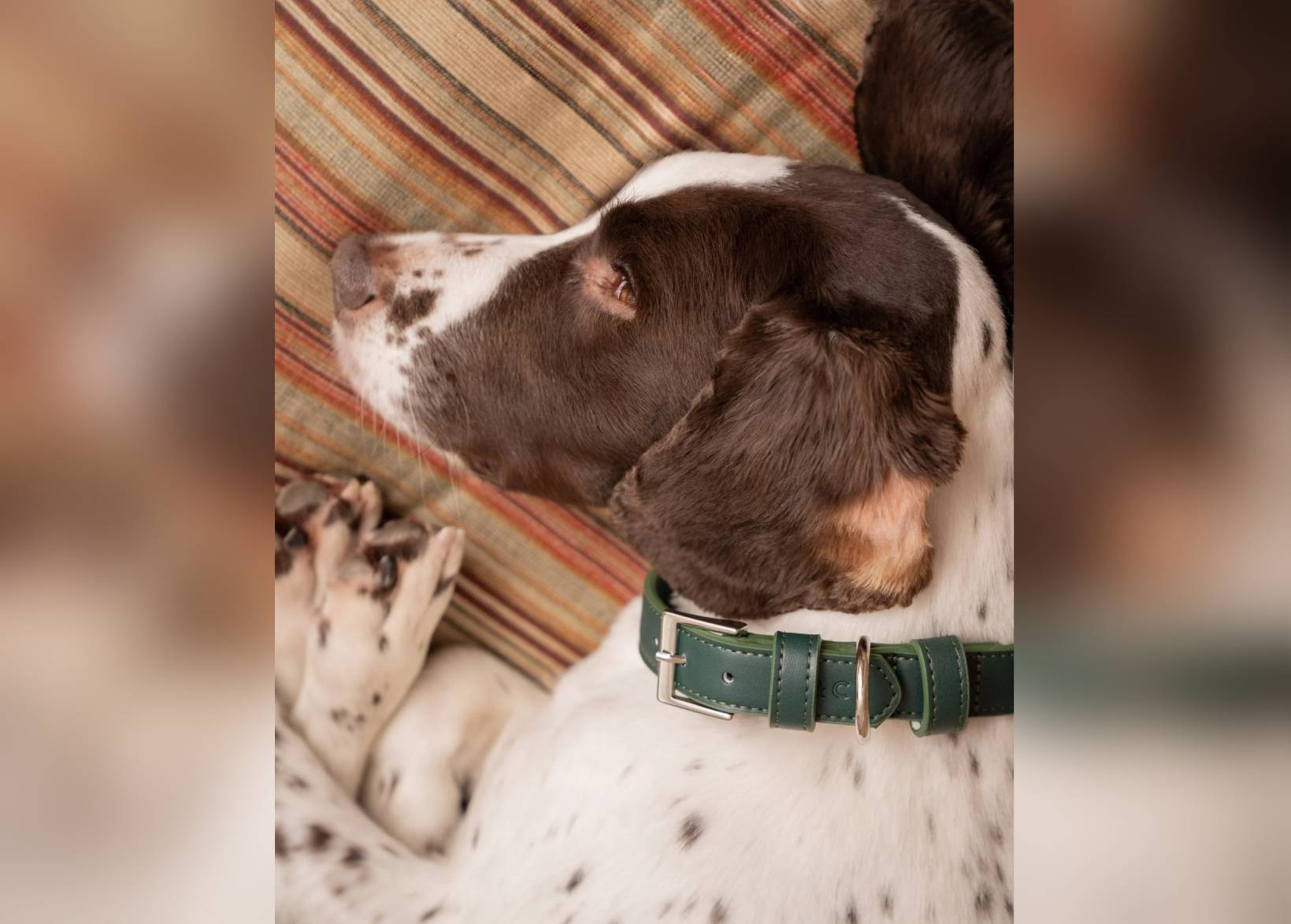 Ralph & Co Lignify Vegan Dog Collar, Green