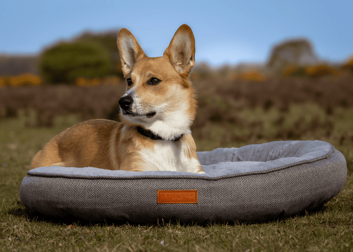 Ralph & Co Balmoral Grey Herringbone Donut Dog Bed, image 2