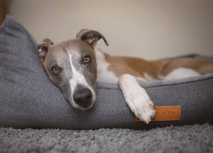Ralph & Co Balmoral Grey Herringbone Bolster Dog Bed