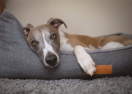 Ralph & Co Balmoral Grey Herringbone Bolster Dog Bed, image 16