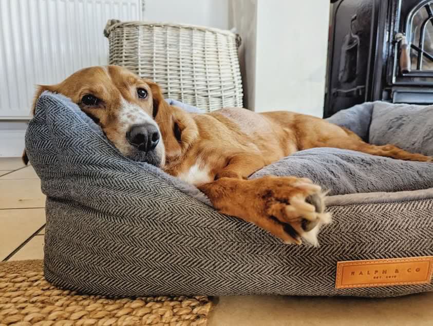Ralph & Co Balmoral Grey Herringbone Bolster Dog Bed