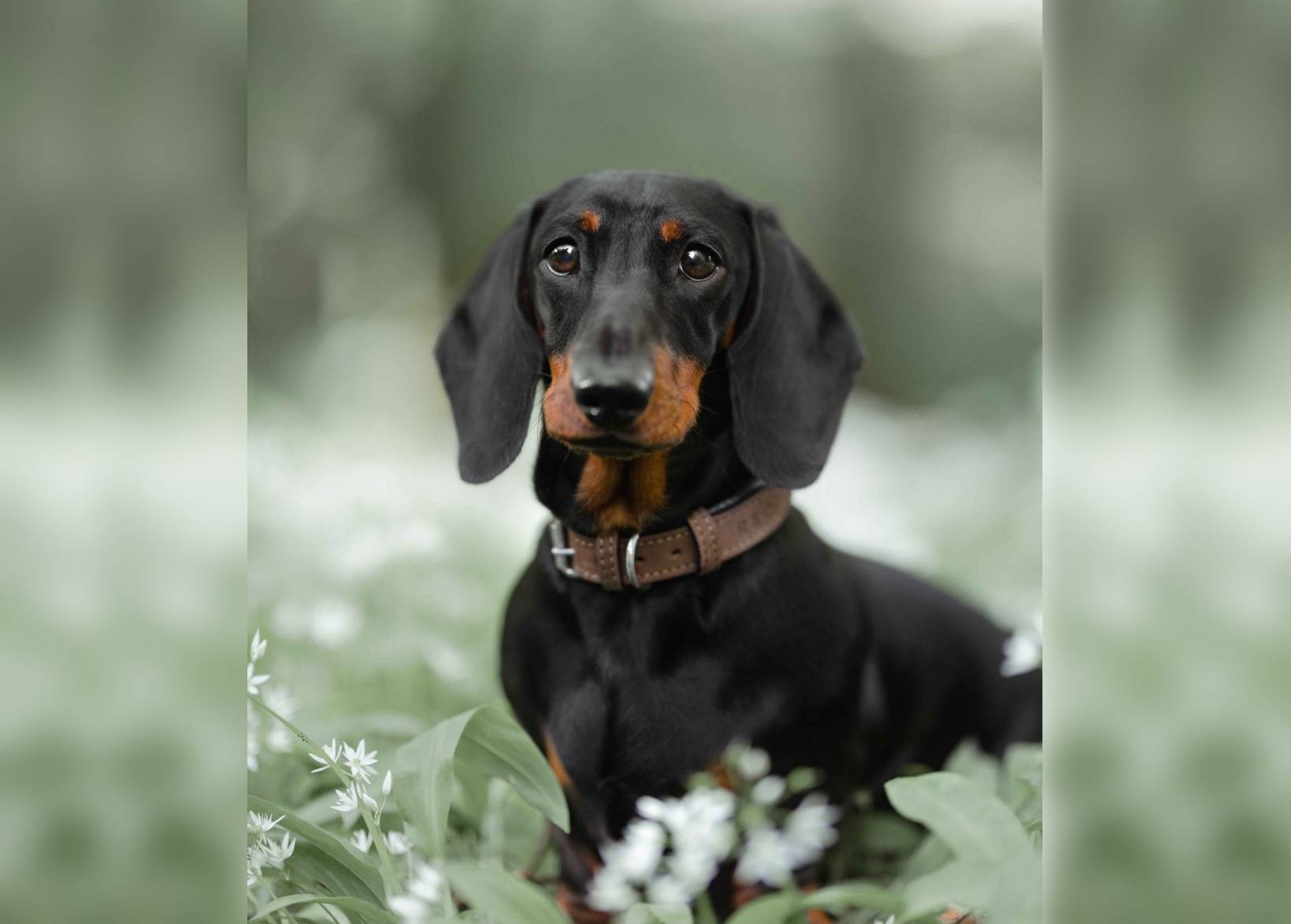 Ralph & Co Lincoln Tweed & Leather Dog Collar