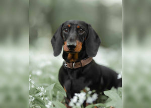 Ralph & Co Lincoln Tweed & Leather Dog Collar