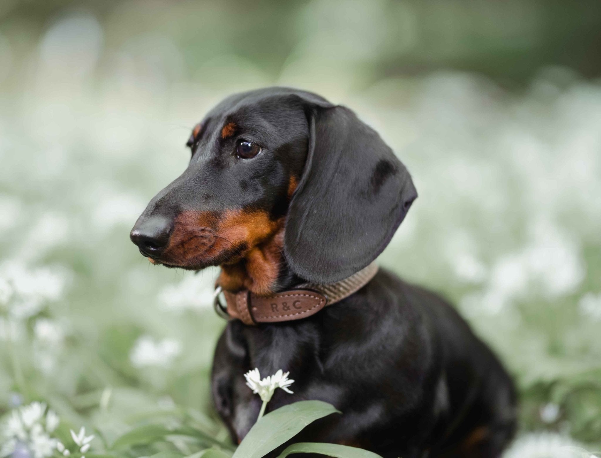 Ralph & Co Lincoln Tweed & Leather Dog Collar