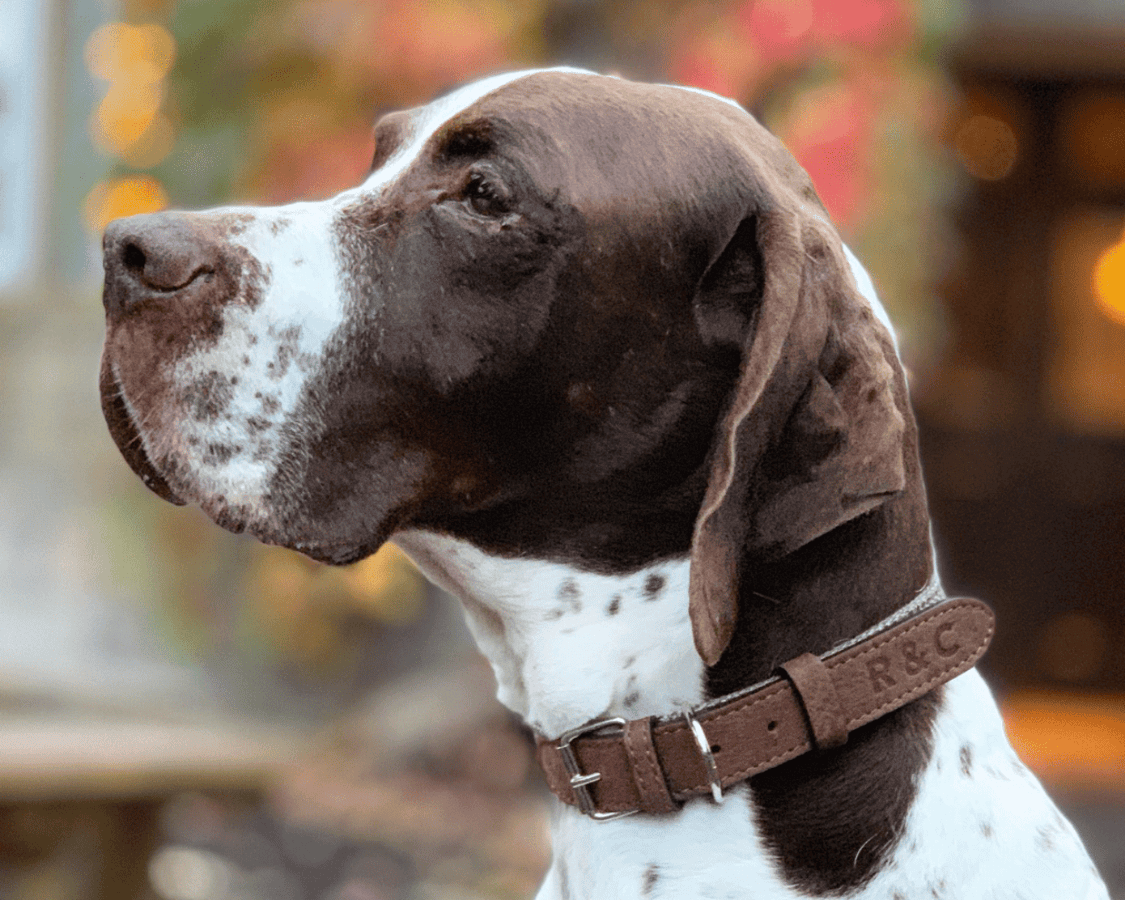 Ralph & Co Lincoln Tweed & Leather Dog Collar