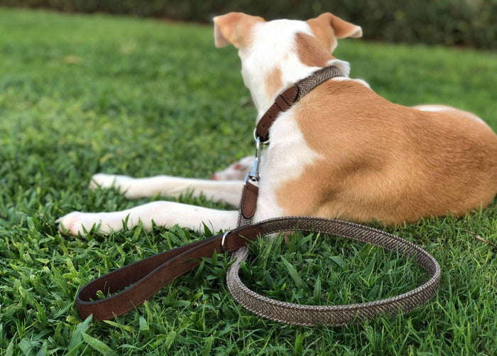 Ralph & Co Lincoln Tweed & Leather Dog Lead, image 2