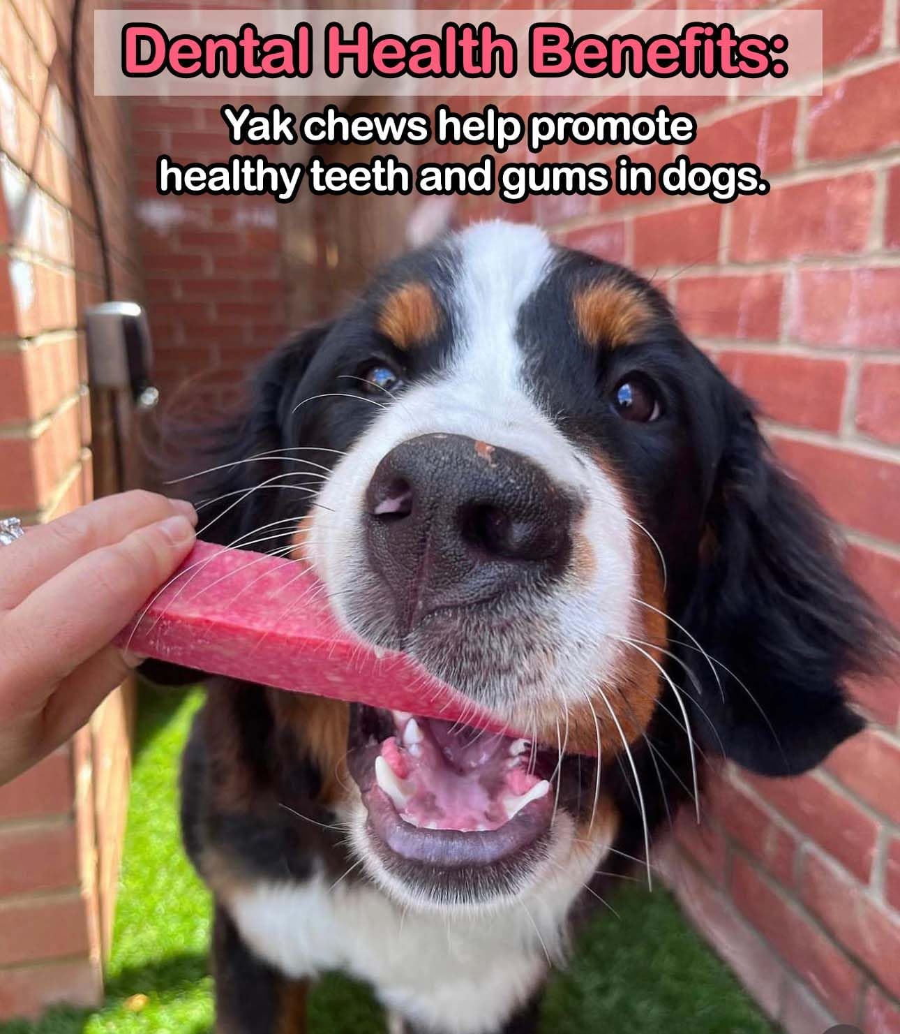 Strawberry Yak Dog Chew – Long Lasting Himalayan Milk Chew, Medium to XL