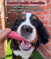 Strawberry Yak Dog Chew – Long Lasting Himalayan Milk Chew, Medium to XL
