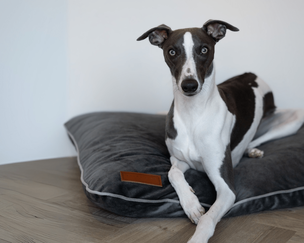 Ralph & Co Orthopaedic Memory Foam Dog Crate Mattress, Grey
