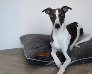 Ralph & Co Orthopaedic Memory Foam Dog Crate Mattress, Grey