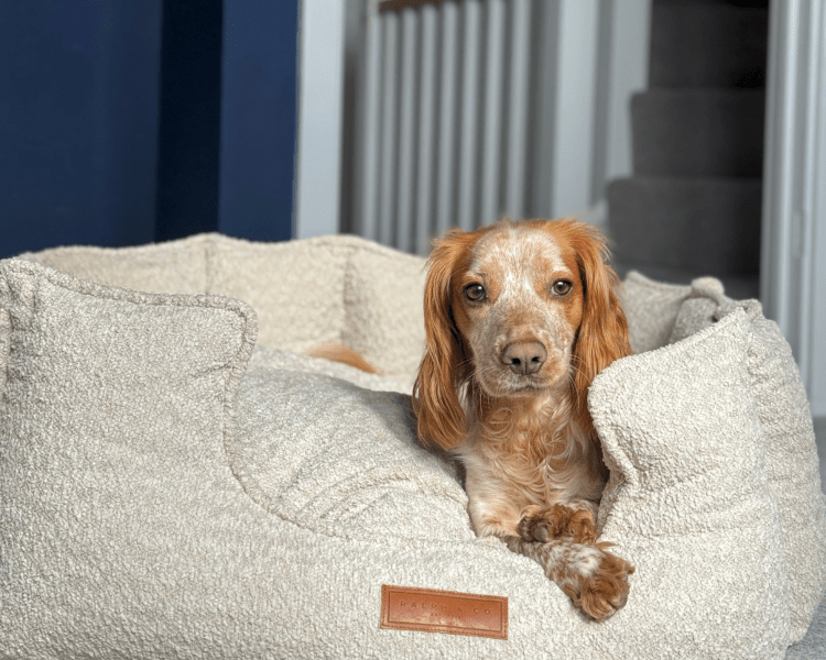 Ralph & Co Cotswold High Wall Bouclé Dog Bed