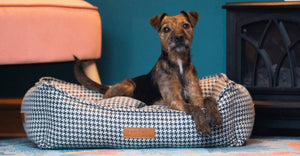 Ralph & Co Kensington Houndstooth Bolster Dog Bed