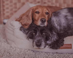 Ralph & Co Chatsworth Memory Foam Bolster Dog Bed