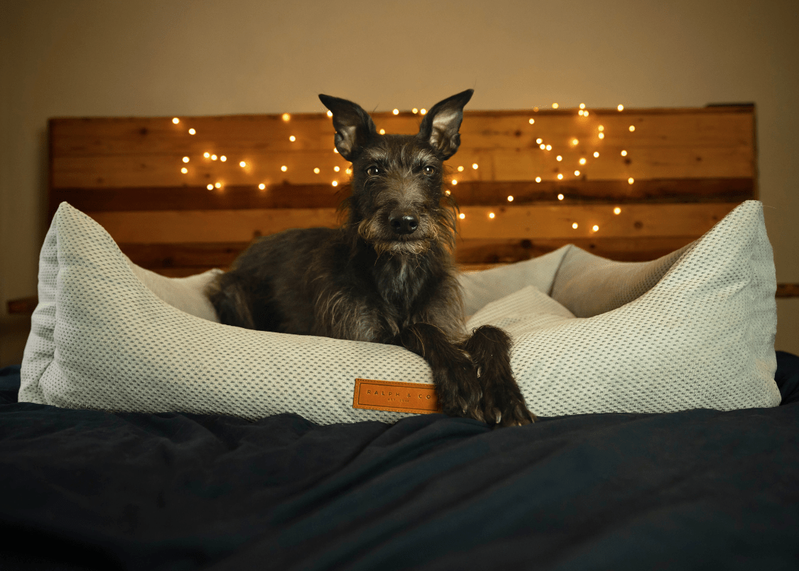 Ralph & Co Highclere Memory Foam Bolster Dog Bed