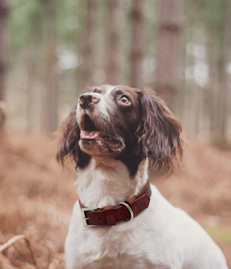 Ralph & Co Lignify Vegan Dog Collar, Oxblood Red