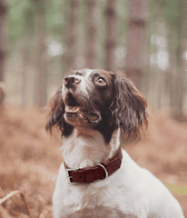 Ralph & Co Lignify Vegan Dog Collar, Oxblood Red