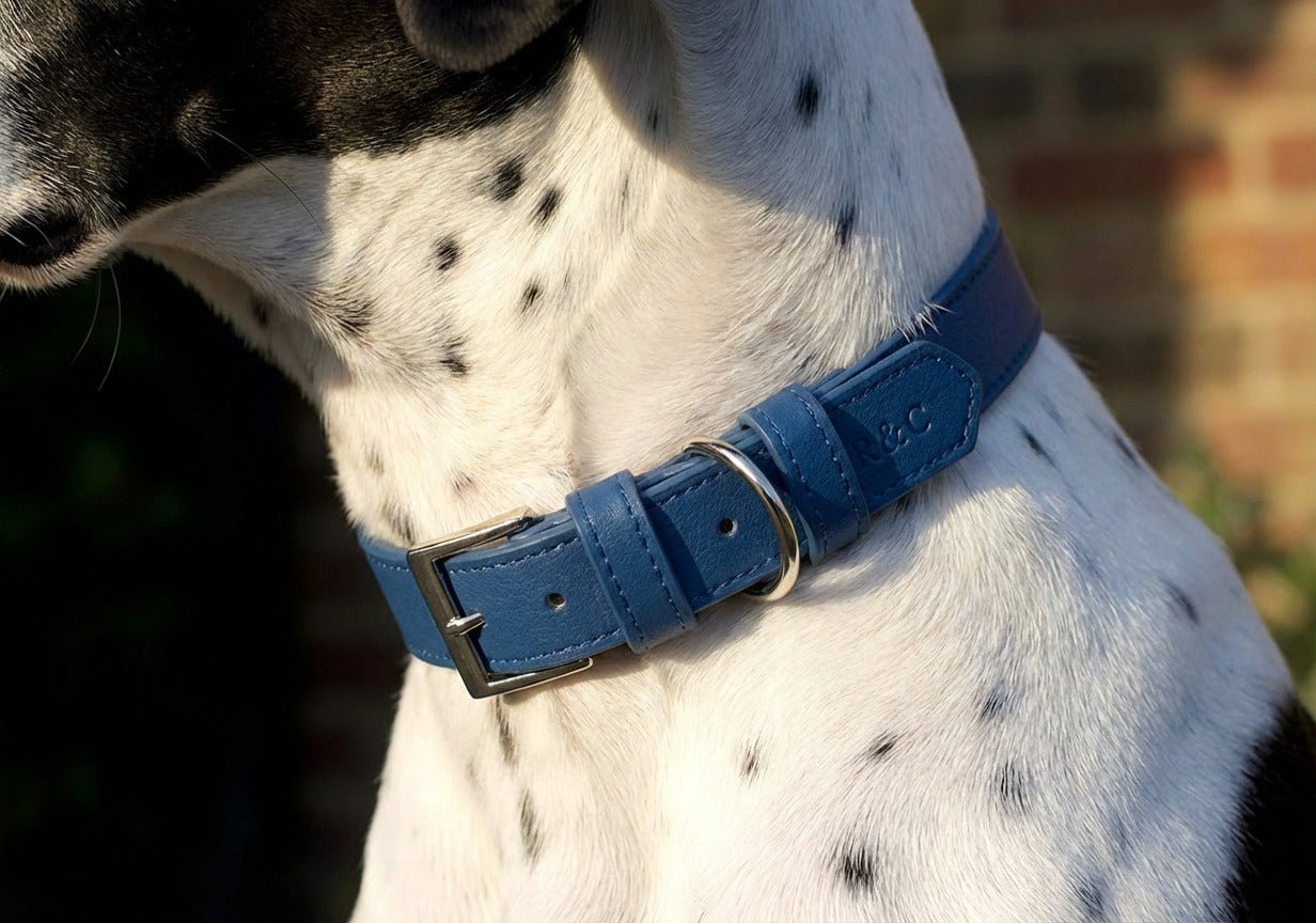 Ralph & Co Lignify Vegan Dog Collar, Royal Blue