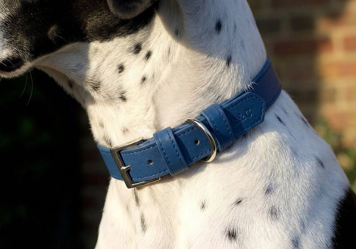 Ralph & Co Lignify Vegan Dog Collar, Royal Blue, image 2