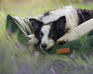 Ralph & Co Richmond Green Bolster Dog Bed