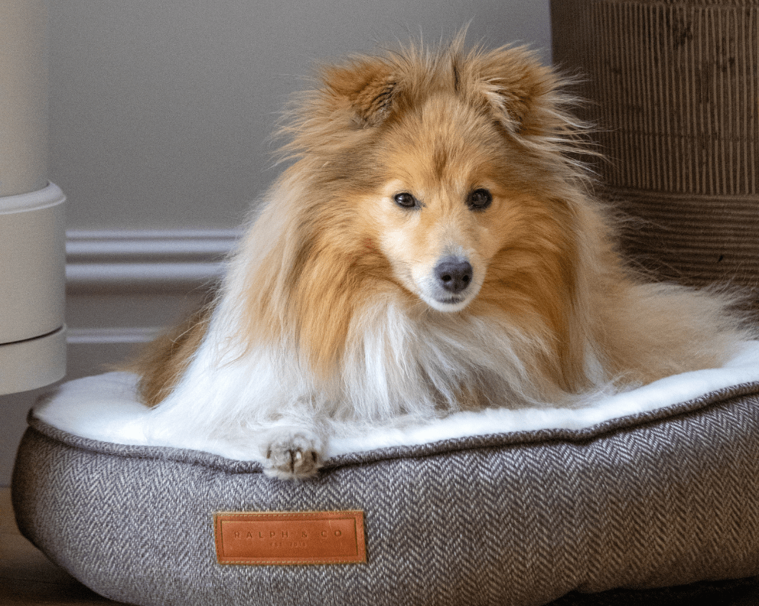 Ralph & Co Lincoln Tweed Donut Dog Bed with Faux Fur Lining