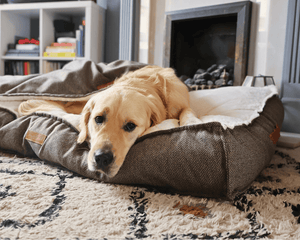 Ralph & Co Lincoln Tweed Flat Pillow Dog Bed