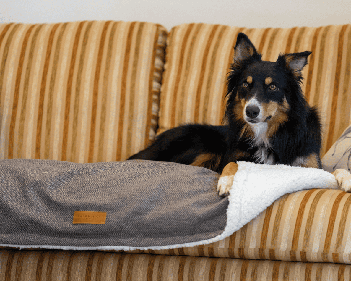 Ralph & Co Lincoln Tweed Flat Pillow Dog Bed