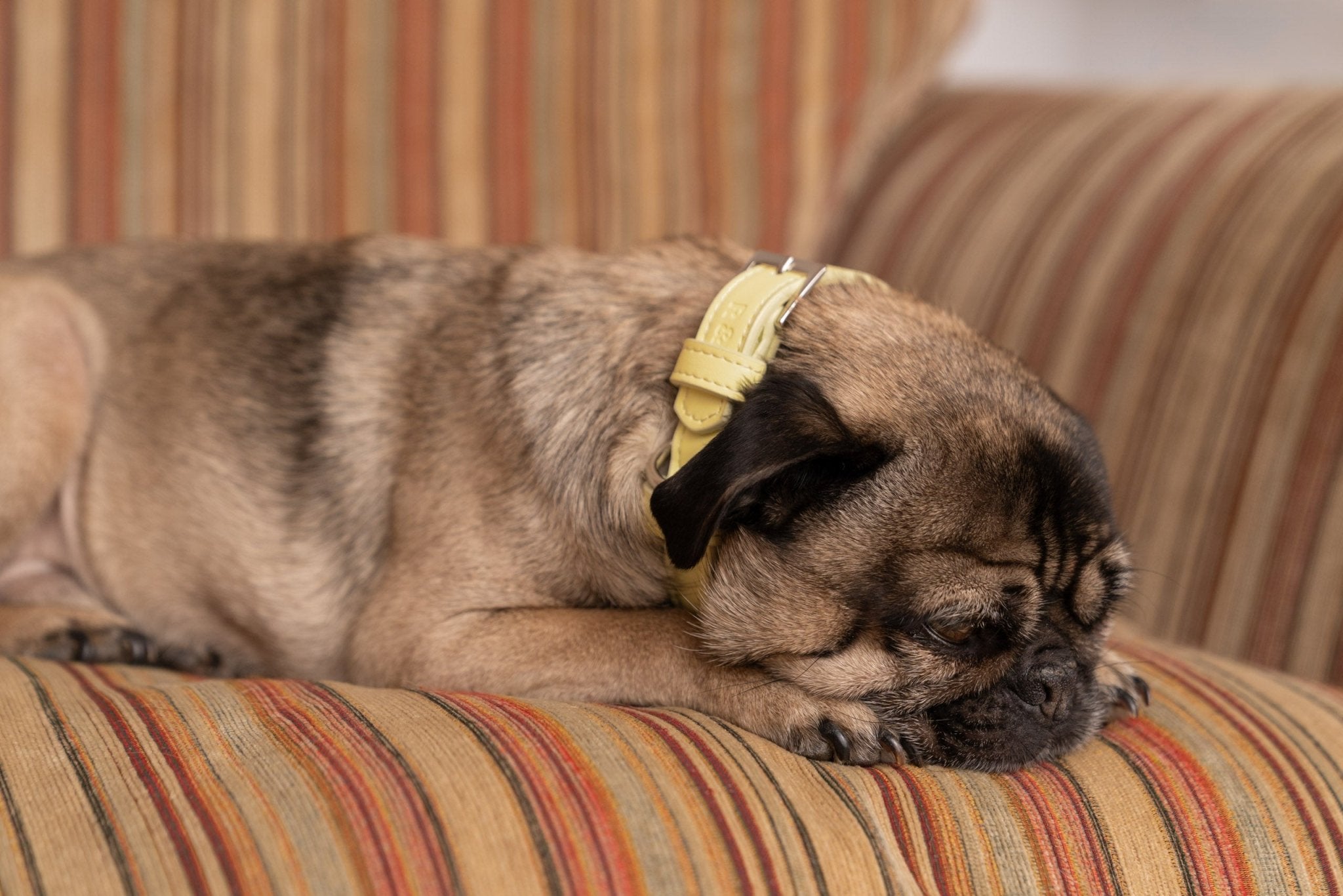 Ralph & Co Lignify Vegan Dog Collar, Yellow